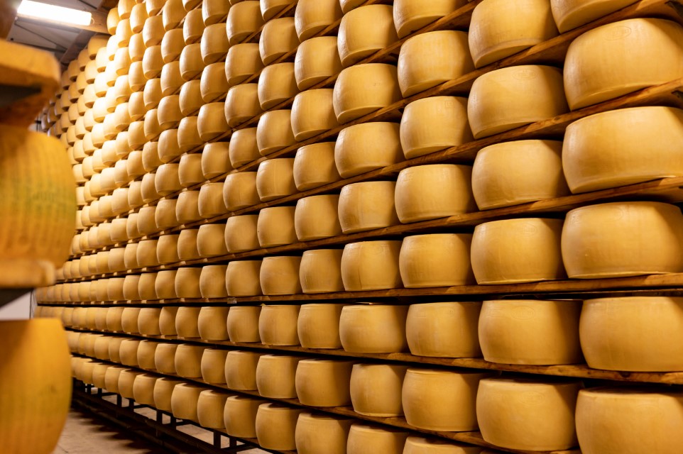 Process of making parmigiano-reggiano parmesan hard cheese on small cheese farm in Parma, Italy, factory maturation room for aging of cheese wheels up to 5 years